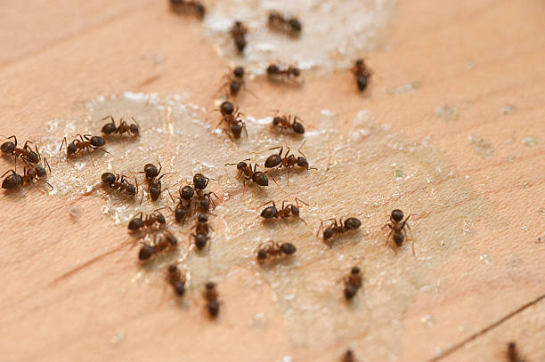  Peachtree City, GA Pest Control Pros